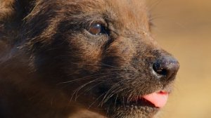 Звуки Земли 12 серия «Прислушиваясь к нашей планете» (документальный сериал, 2024)