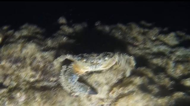 צלילת לילה למערה בנווה ים смотреть онлайн