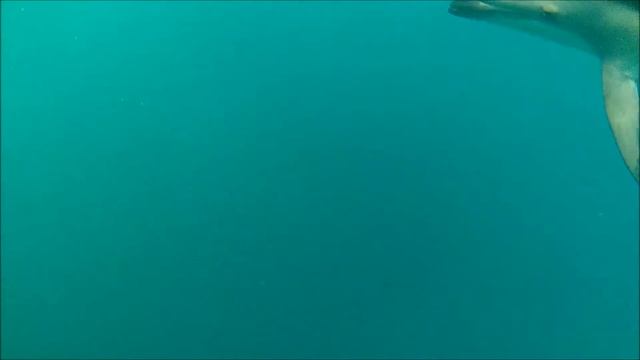 Dusky Dolphin, Kaikoura NZ смотреть онлайн