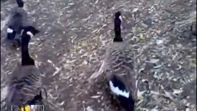 Що насправді відбувається у Київському зоопарку? смотреть онлайн