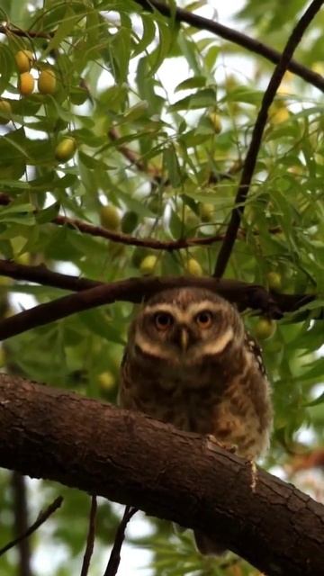 Scary stare of an owl😳😳 #viral #viralvideo #owl #owls смотреть онлайн