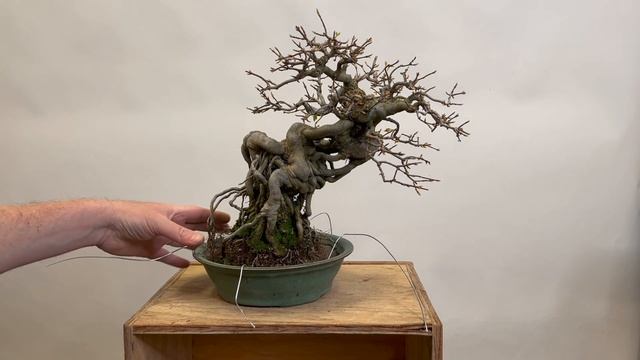 Bonsaify | Detailed Repot of a Dynamic Trident Maple Bonsai смотреть онлайн