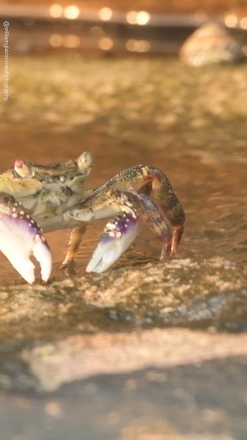 Crab Uses Claws As Water Gun смотреть онлайн