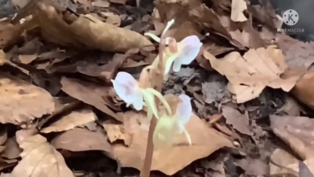KNÆLÆBE ( EPIPOGIUM APHYLLUM) - GHOST ORCHID - DENMARK смотреть онлайн