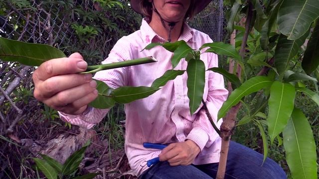 Girdled Grafted Mango Seedling Follow Up смотреть онлайн