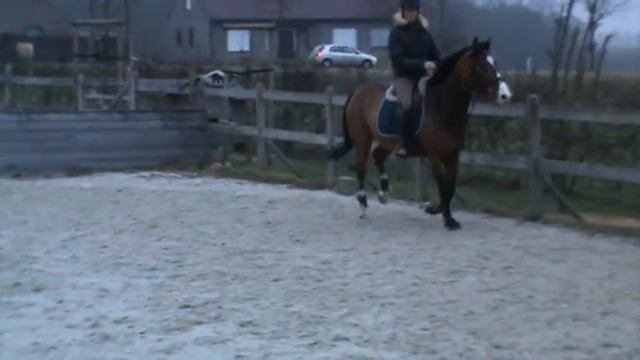 7 years old mare by lord z x cocky dundas xx смотреть онлайн