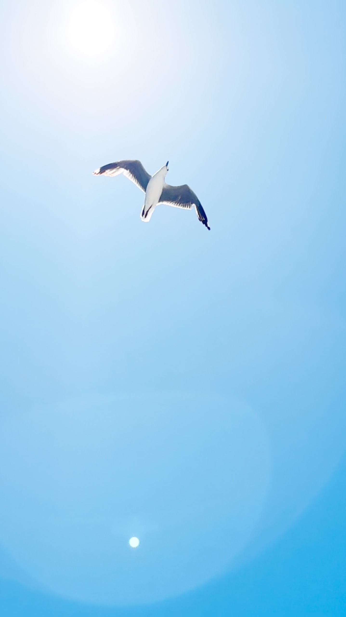 Чайка Самолет Пляж ЮАР смотреть онлайн