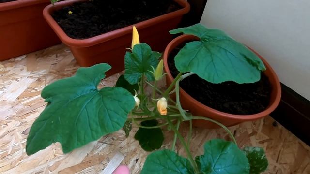 Огород на балконе смотреть онлайн