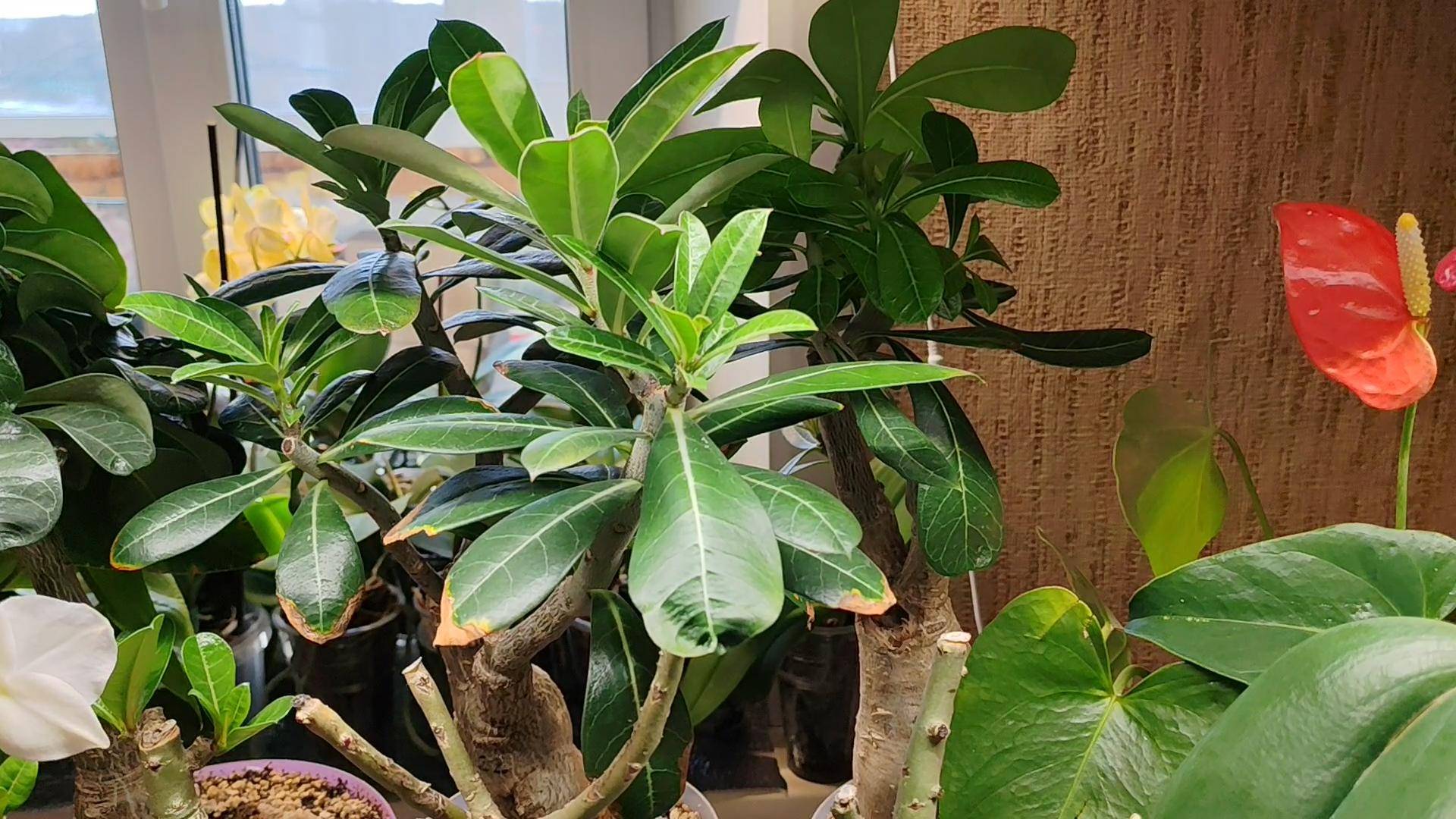 Мои взрослые адениумы и малыши-подростки