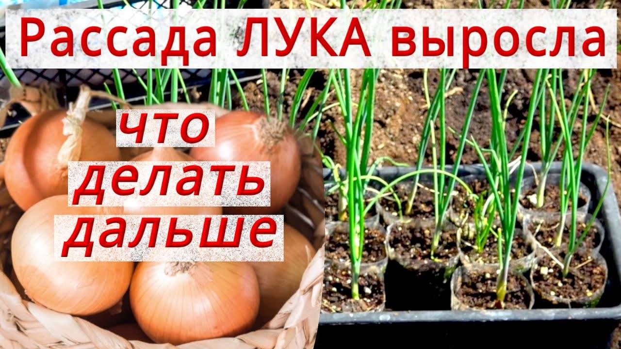 РАССАДА ЛУКА: ПРАВИЛЬНЫЙ УХОД,СТРИЖКА,ПЕРЕСАДКА,ПОДКОРМКА ONION SEEDLINGS_CUTTING смотреть онлайн