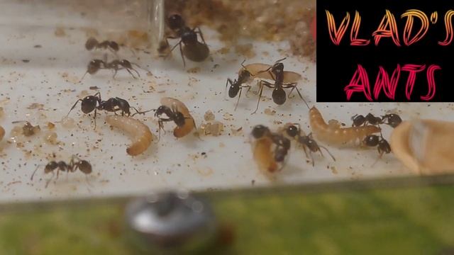 Раскажу о виде Myrmica Rudra и Serviformica Fusca