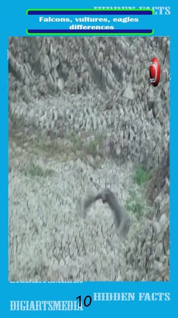 Falcons VS Vultures VS Eagles 10 смотреть онлайн