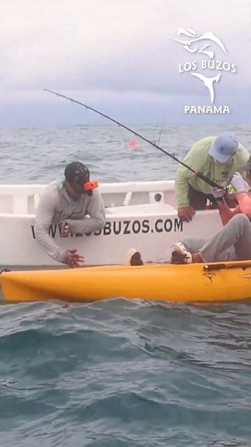 The Roosterfish All-Stars #shorts смотреть онлайн