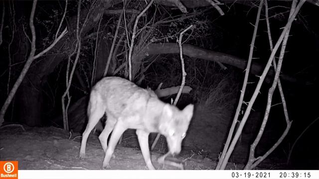 Fauna de Tamaulipas México, Coyotes (Canis latrans) divirtiéndose con las cámaras. смотреть онлайн