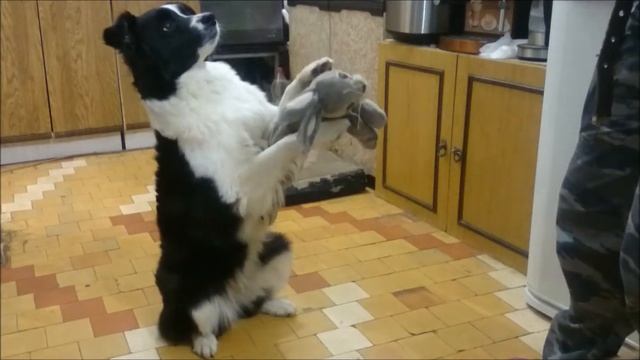 Ловля игрушки в зайке. Ника. смотреть онлайн