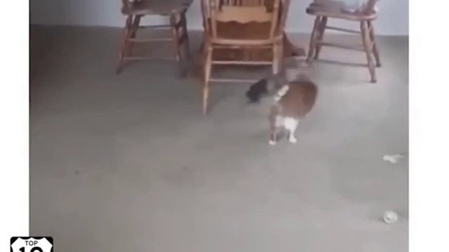 Смешные коты и кошки - подборка ТОП 10 смотреть онлайн