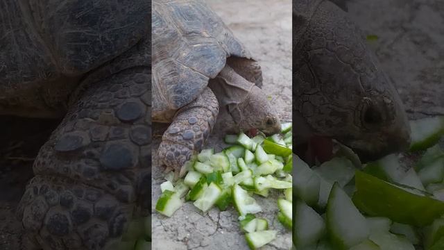 🐢#turtle #animals #mukbang #tortoise #черепахa #reptiles смотреть онлайн
