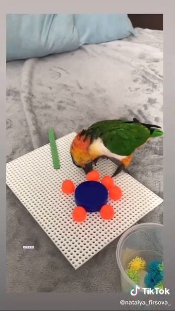 попугай-каик-топчет-и-слушает-смешно(1) смотреть онлайн