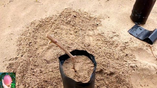 طريقة زراعة العنب من العقل بنسبة نجاح 100% بكل سهولة how to grow grape vines