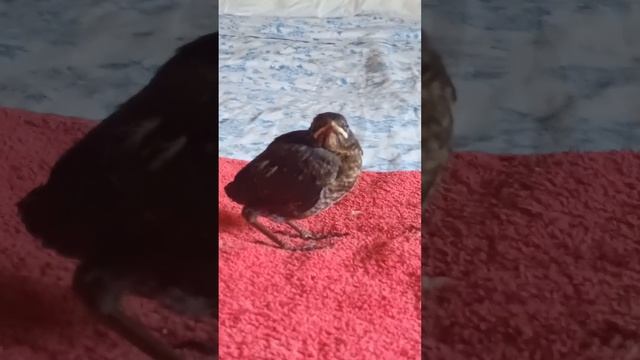 Чик - новый питомец у Деда. смотреть онлайн