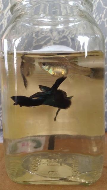Moscow Blue Guppies смотреть онлайн