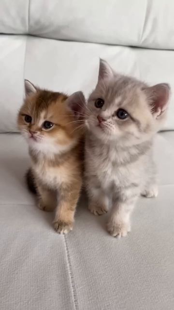 2 Cats or IPhone? 😢😱 #shorts смотреть онлайн