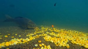 Рыбалка на карпа подводная съемка поведение карпа под водой