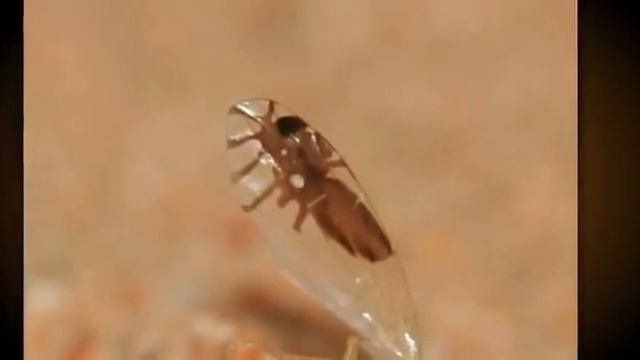 Goniurellia Tridens, Design Inteligente смотреть онлайн