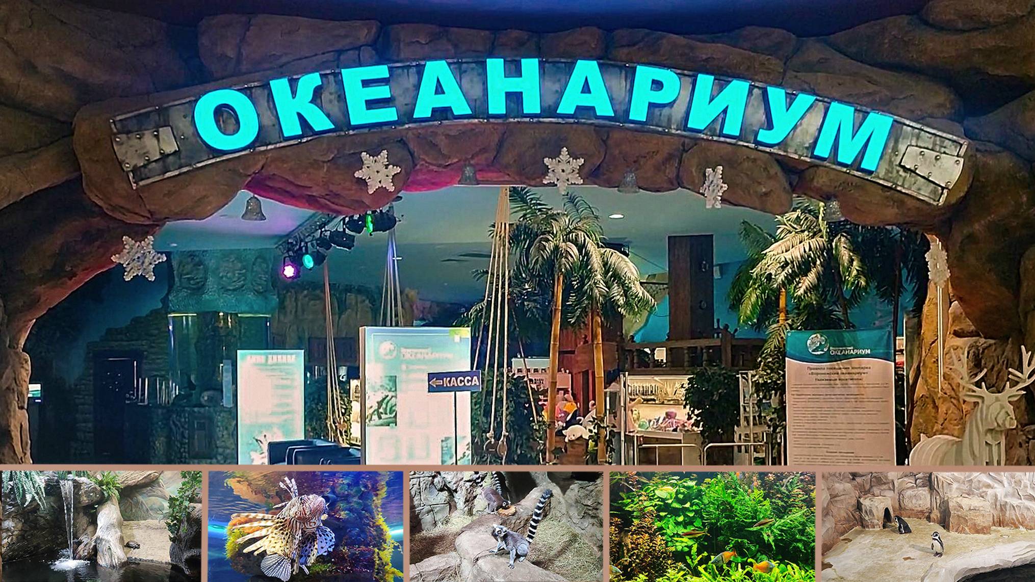 Воронежский Океанариум. Большое разнообразие морских обитателей и животных, красочные локации смотреть онлайн