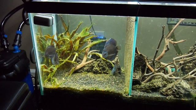 2/10/15 - NEW TANK & DISCUS, CHECKERBOARDS, ELECTRIC JACKS смотреть онлайн