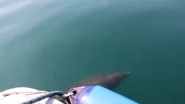 Dolphins of Greece смотреть онлайн