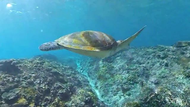 Slow mo Turtle смотреть онлайн