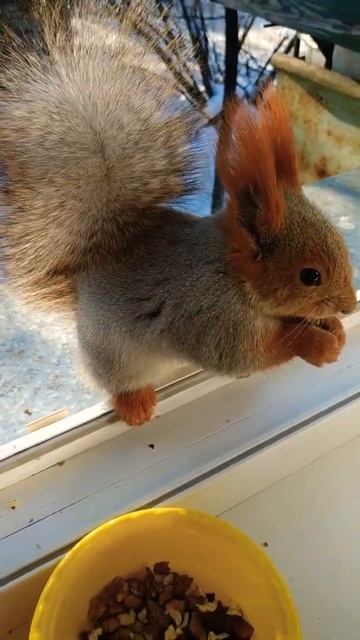 Нежная нежность😍#животные#animals#белка#squirrel смотреть онлайн