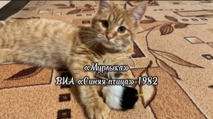 Мурлыка - ВИА «Синяя птица» 1982: Сергей Дроздов, Сергей Лёвкин, Анна Салмина, Дмитрий Галицкий