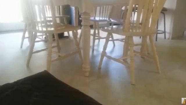 смешные животные , а продолжение в следуещем видео! смотреть онлайн