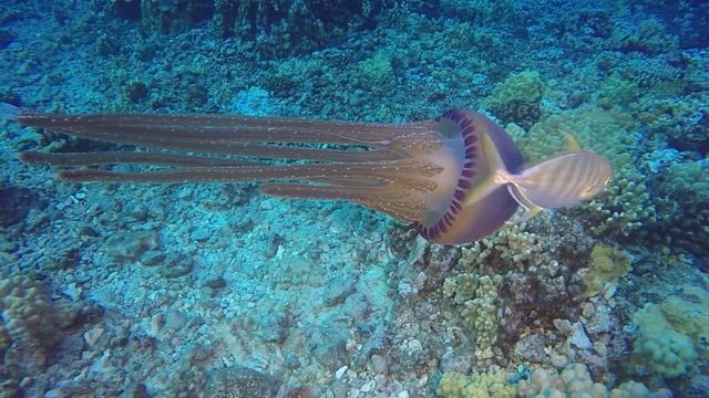 Pelagic Jelly Fish смотреть онлайн