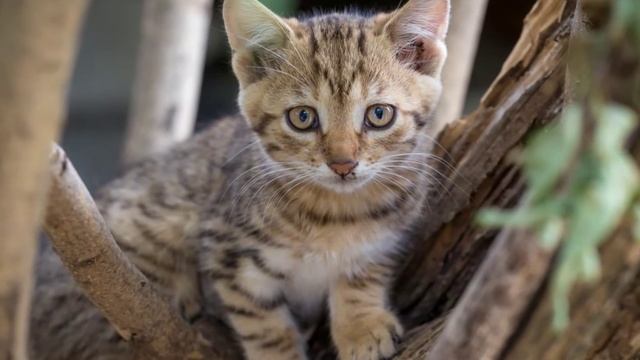 Послушай мяуканье котят