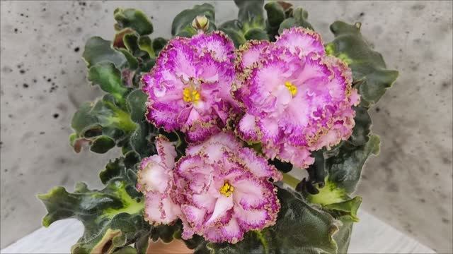 Фиалка ЛЕ-Пряная Корица