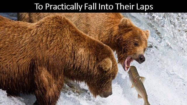Are You Smarter Than A Bear? - MLSP's MLM Lead Generation Strategy Revealed смотреть онлайн