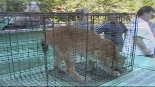 Snowshoe lynx capture day смотреть онлайн