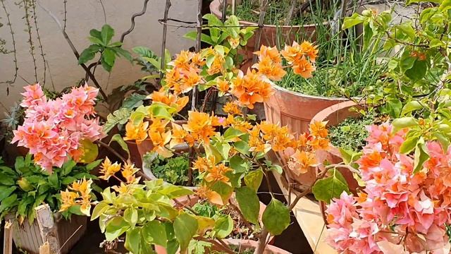 Goodbye 2020 Garden Tour | Quick Lalbagh Nursery Tour смотреть онлайн