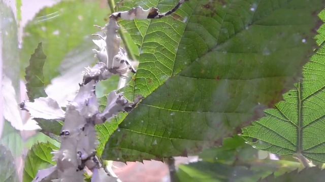 HALTUNGS BASICS AUSTRALISCHE GESPENSTSCHRECKE / Extatosoma tiaratum / GOLIATH STICK INSECT смотреть онлайн