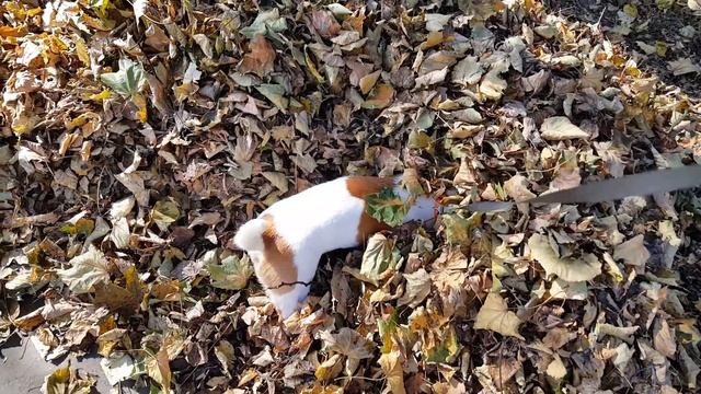 Харви и осень. Джек Рассел смотреть онлайн