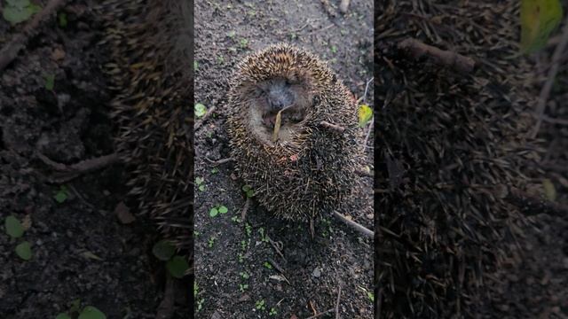 Молодой Ёжик смотреть онлайн