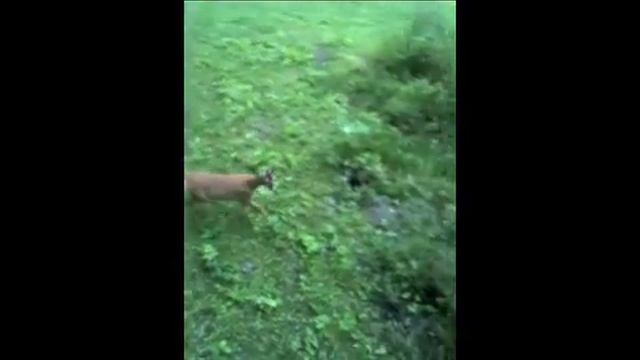 Schmalreh gegen Buttolo - (calling roebuck) смотреть онлайн