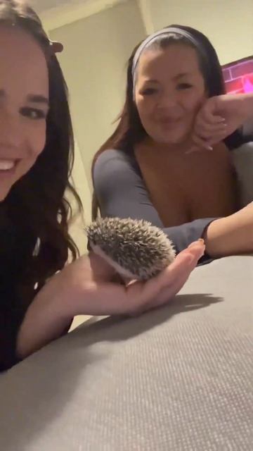 IGELKOTTSBEBISAR 🦔🥹 смотреть онлайн