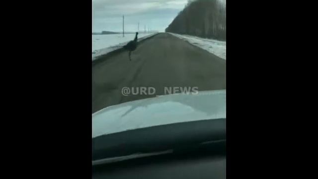 Страусы в лесах Воронежа смотреть онлайн