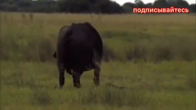 ЖАНЫБАРЛАР ДУЙНОСУ 2019 смотреть онлайн