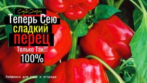 Посадка Перца на Рассаду