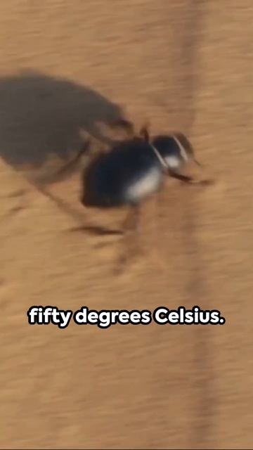 Beetle Mania: 3 Fascinating Facts #animal #facts #beetle #animals #curiouscreatures смотреть онлайн